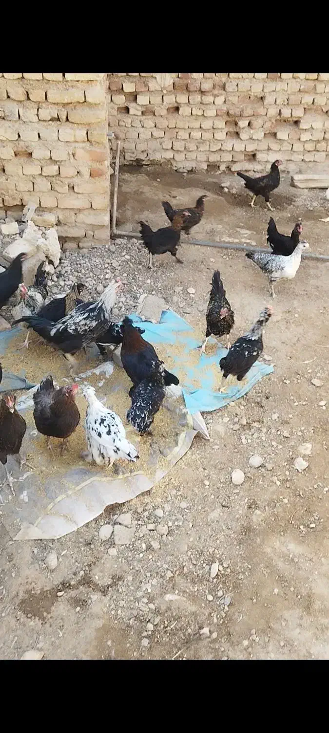 جوجه خروس مرغ و خروس  خلنگ|حیوانات مزرعه|فسا, |دیوار