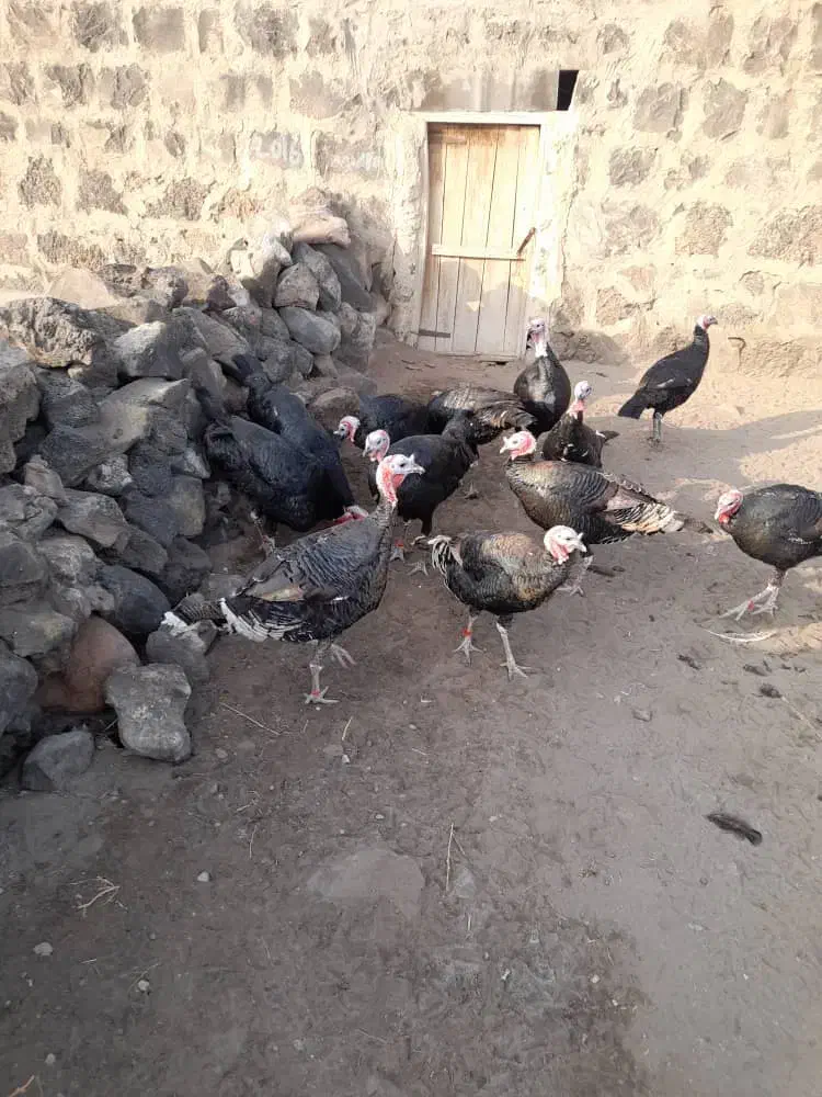 10عدد بوقلمون نر|حیوانات مزرعه|بازرگان, |دیوار