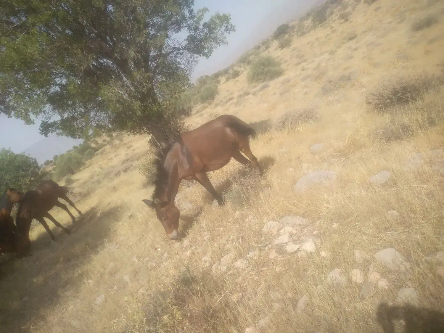 اسب ماده و نریون|اسب و تجهیزات اسبسواری|خفر, |دیوار