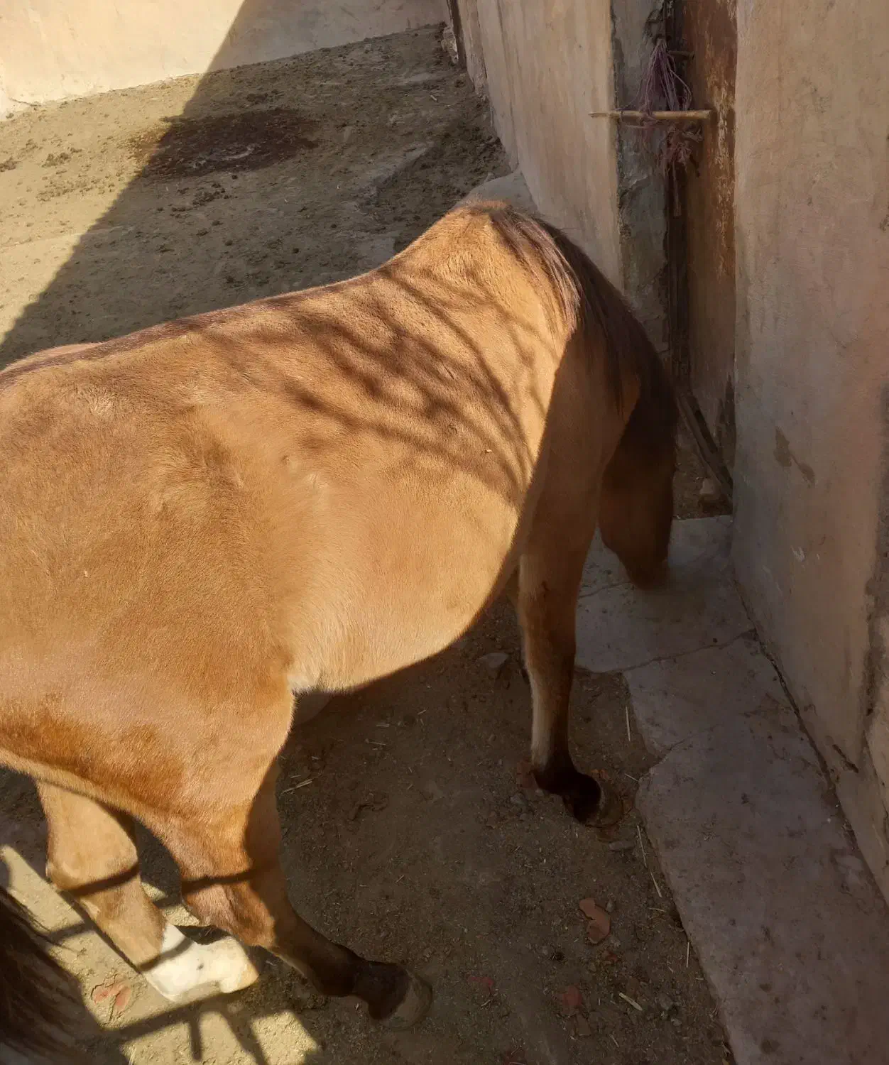 اسب نریان|اسب و تجهیزات اسبسواری|بشاریات, |دیوار