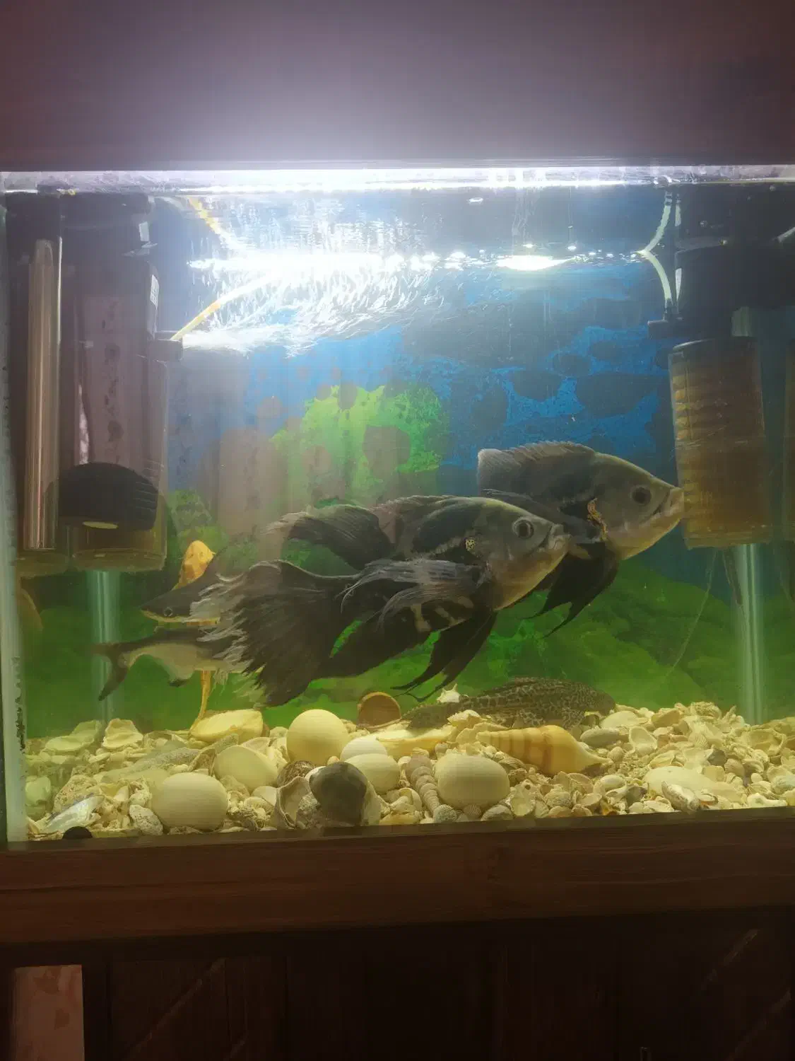 ماهی اسکار و پنگوسی لجنخوار معاوضه با سهره و قناری|ماهی|بومهن, |دیوار