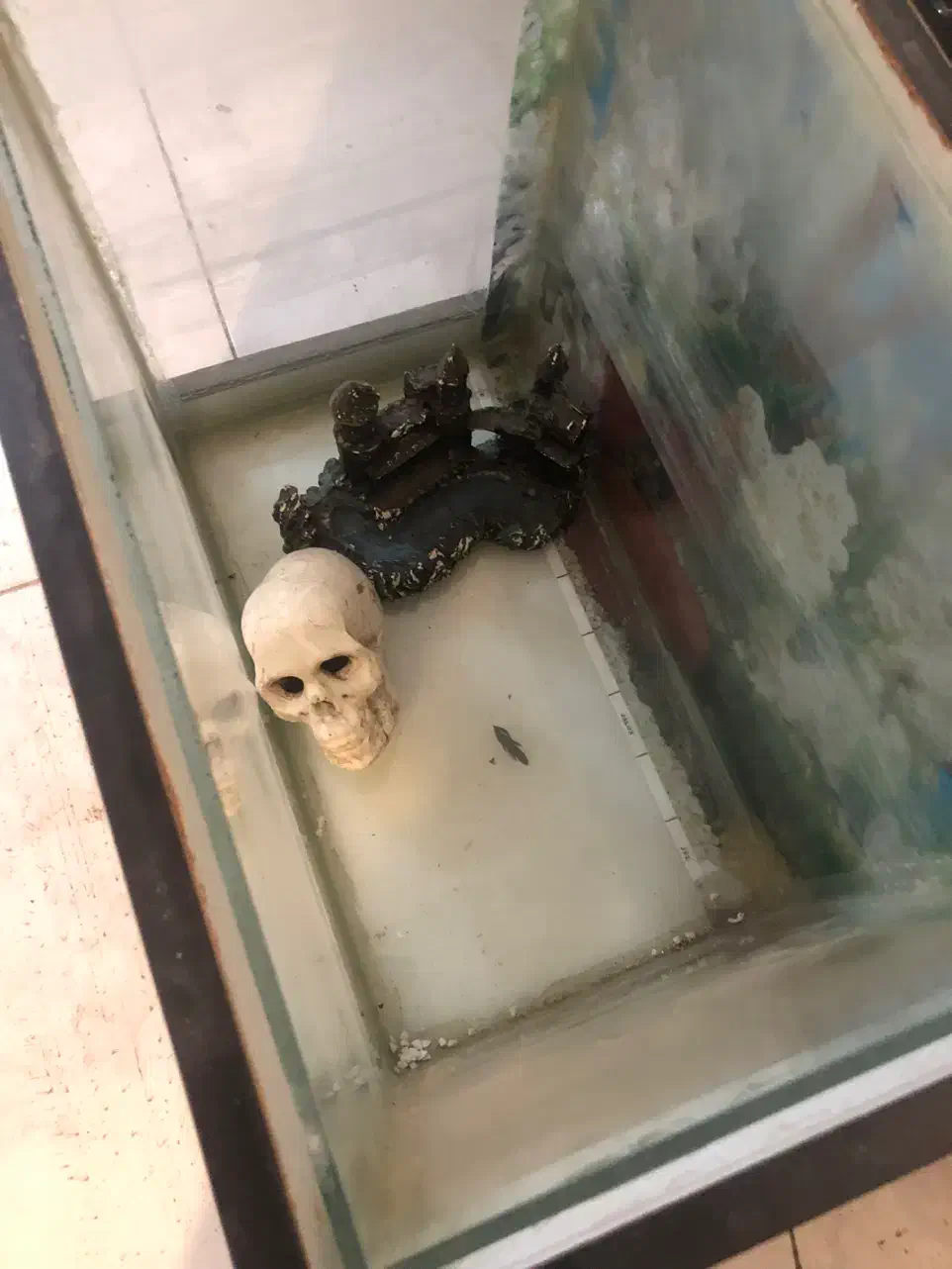 آکواریوم|ماهی|اردبیل, |دیوار