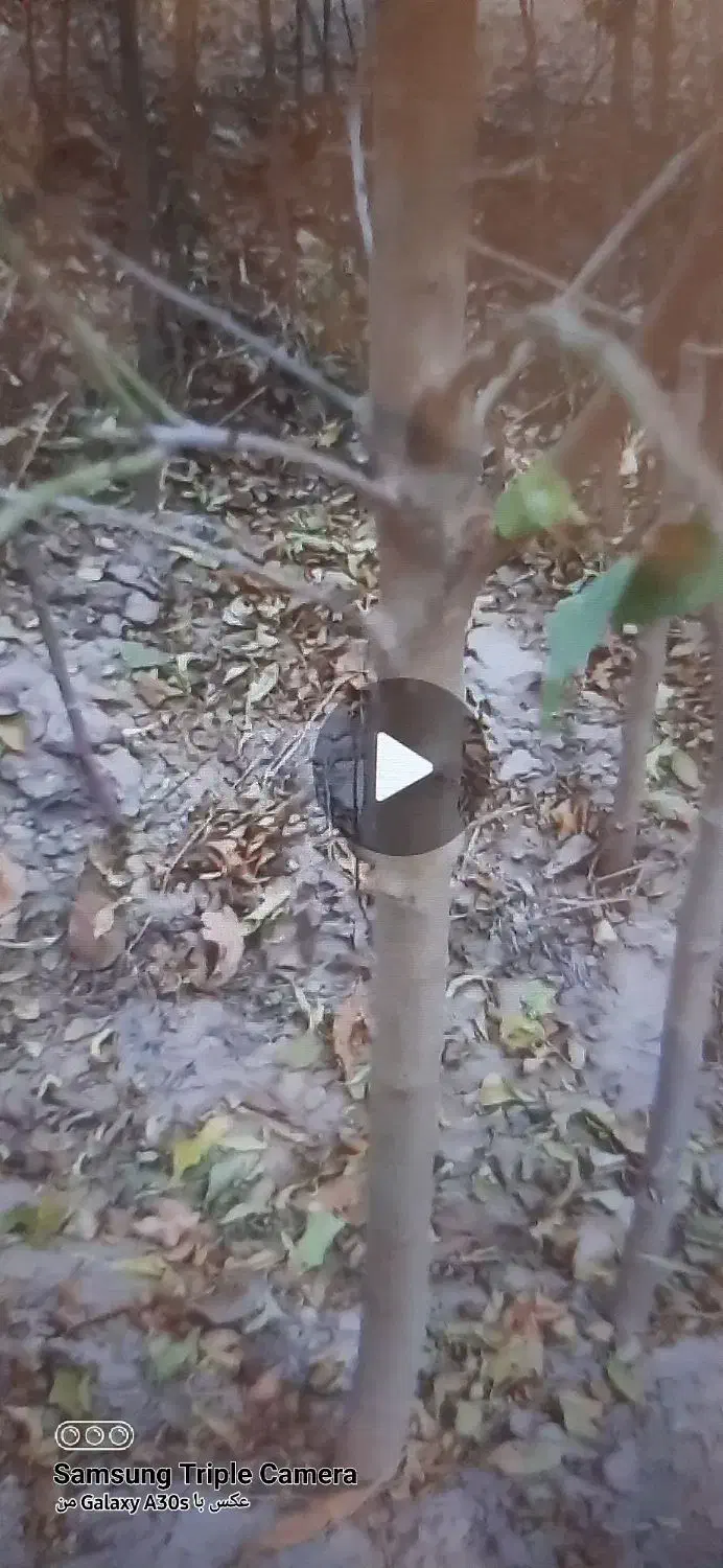 نهال بادام بومی ۴ و۳ساله|گل و گیاه طبیعی|آذرشهر, |دیوار