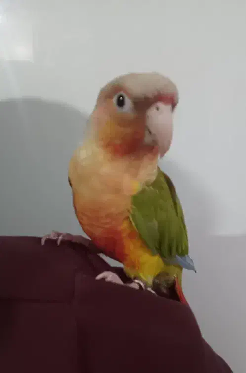 طوطی گرینچیک آناناسی سخنگو و دستی|پرنده|تهران, قلمستان|دیوار