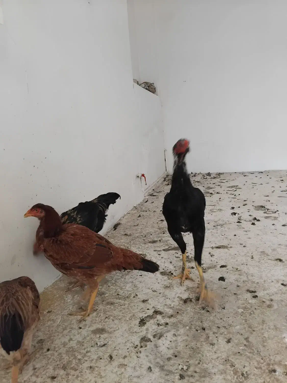 چهارعددلاری بفروش میرسد|حیوانات مزرعه|شبستر, |دیوار