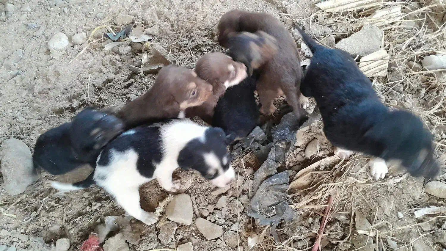 سگ پاه کوتاه|سگ|لاهیجان, بازکیاگوراب|دیوار