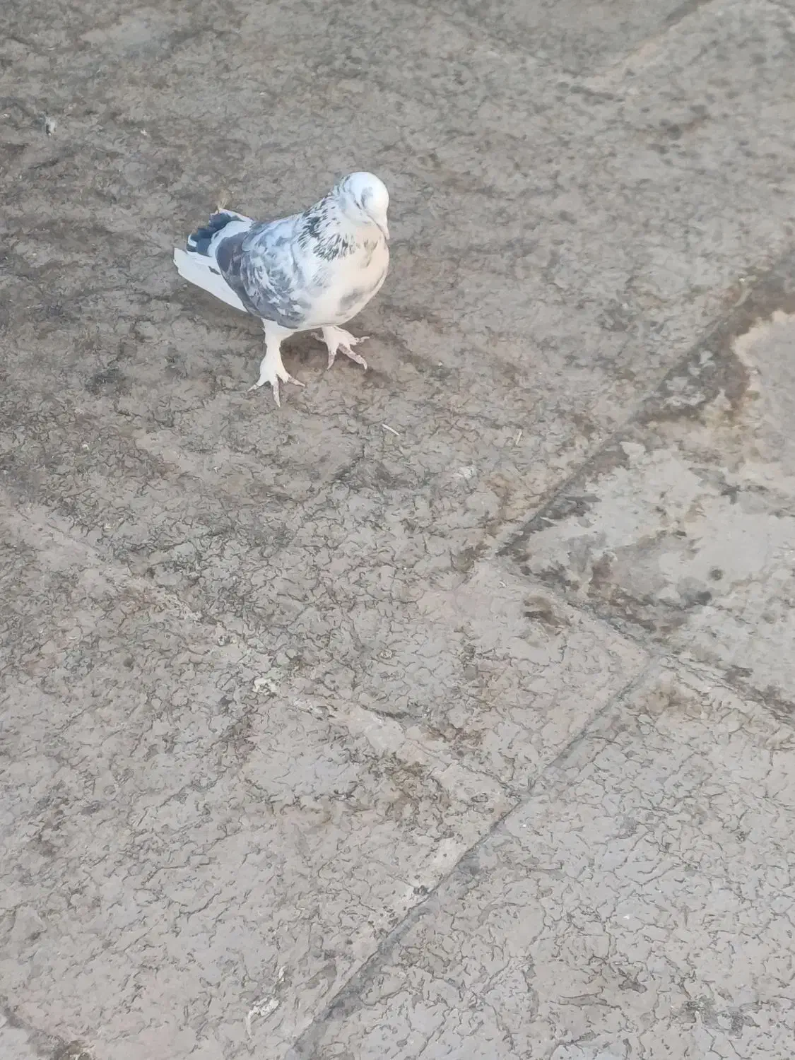 ۲ تا کفتر پرشی|پرنده|قم, بنیاد|دیوار