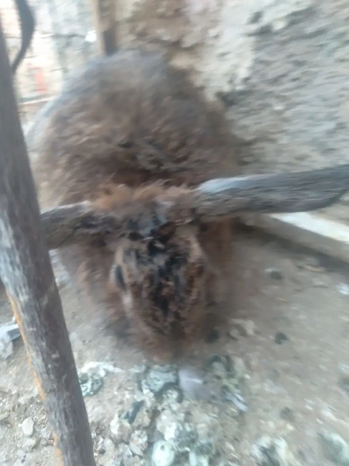 خرگوش لوپ|موش و خرگوش|قائن, |دیوار