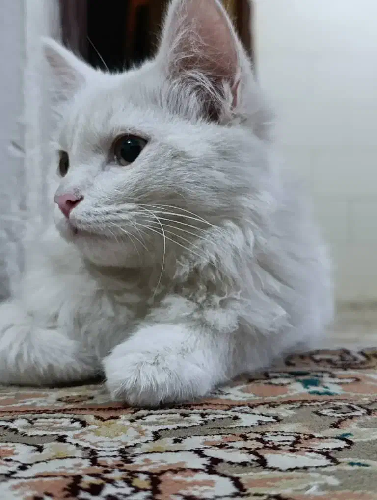 گربه پرشین خانگی|گربه|سقز, |دیوار