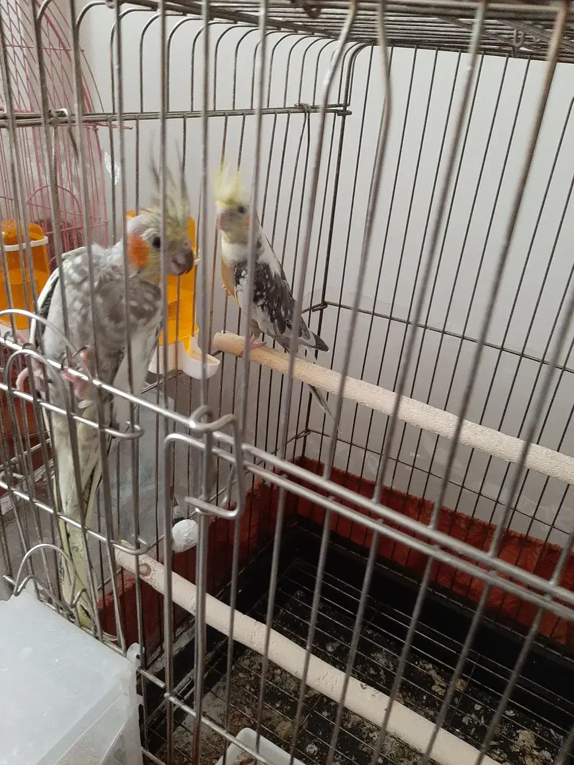 عروس هلندی با جوجه|پرنده|تهران, حافظیه|دیوار