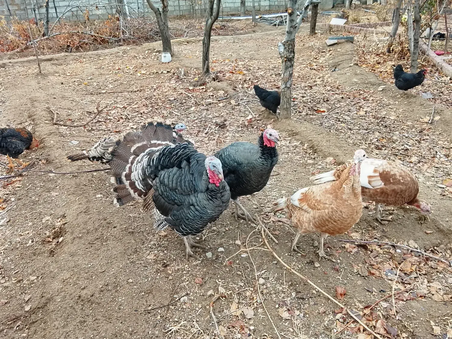 بوقلمون ماده 3جوان سرحال|حیوانات مزرعه|تویسرکان, |دیوار