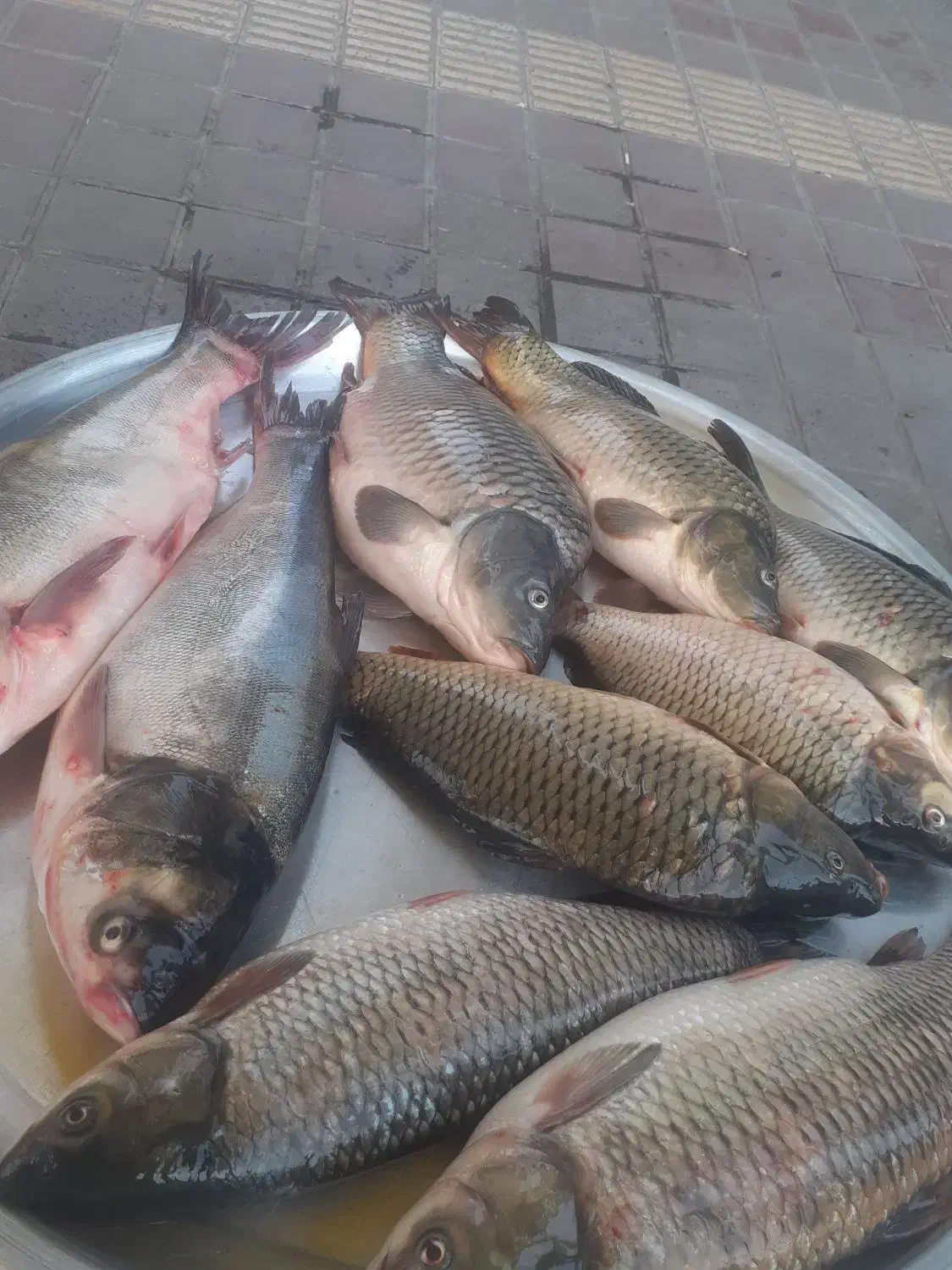 پروتئین|خوردنی و آشامیدنی|صومعهسرا, |دیوار