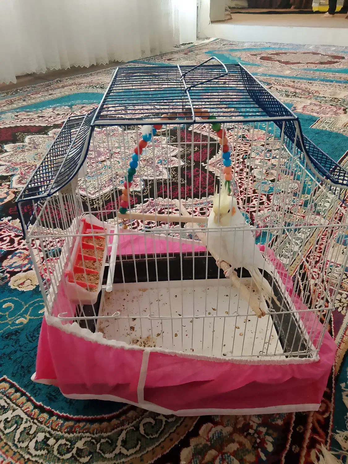 عروس هلندی|پرنده|سمیرم, |دیوار