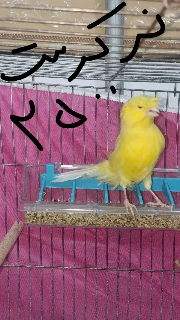 فروش10جفت قناری روی تخم و جوجه به صورت کلی و یک جا|پرنده|شاهرود, |دیوار