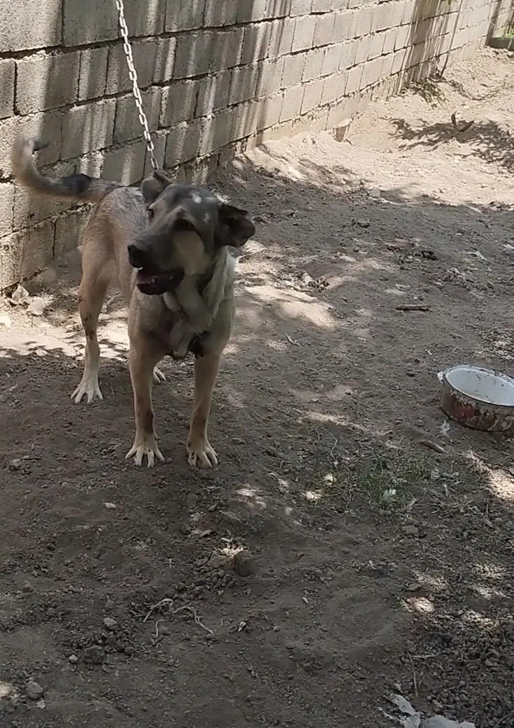 سگ سراب|سگ|ارومیه, |دیوار