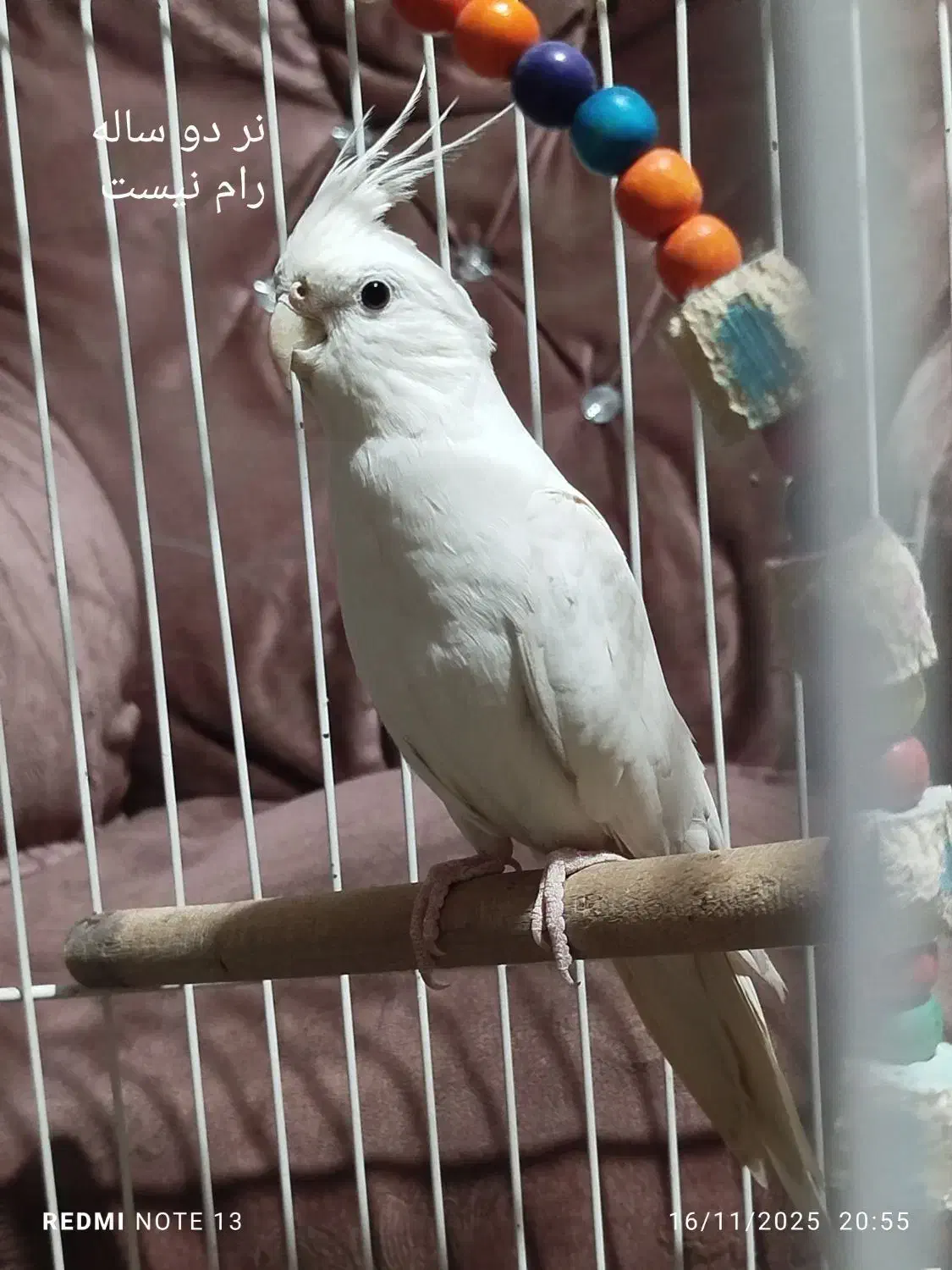 عروس هلندی البینو لوتینو|پرنده|کرج, حصارک پایین|دیوار