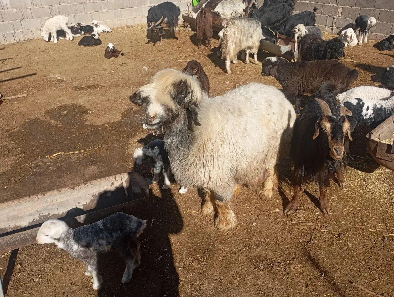 میش بختیاری|حیوانات مزرعه|مرودشت, شهرک مهدیه|دیوار