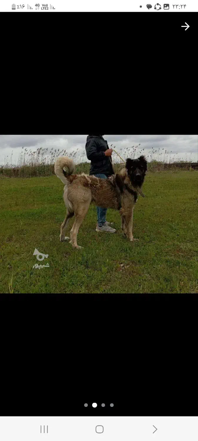 سگ سرابی ذات قدیم قد ۹۰|سگ|آشخانه, |دیوار