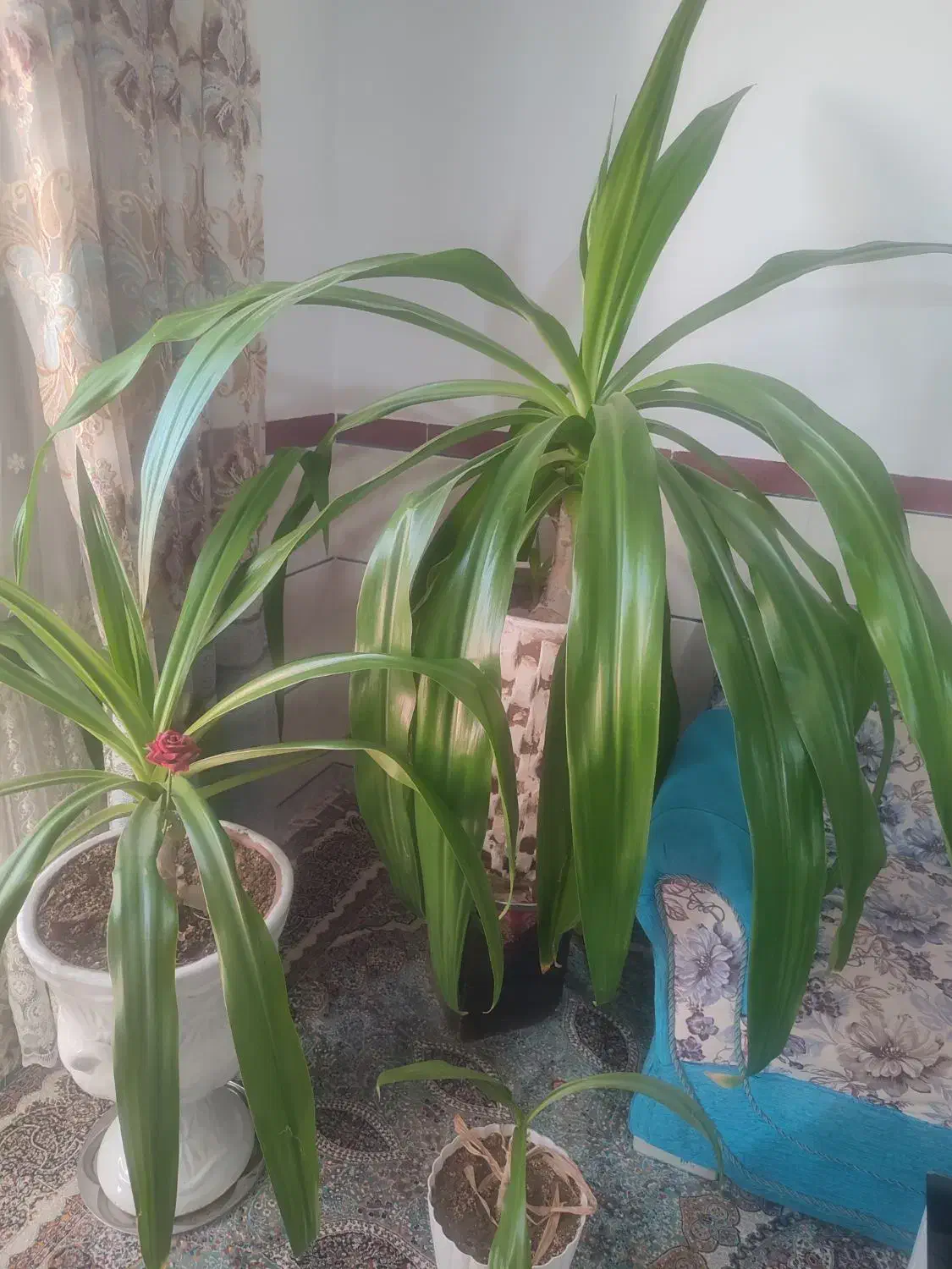 دوعدد گل موزی|گل و گیاه طبیعی|یزدان شهر, |دیوار