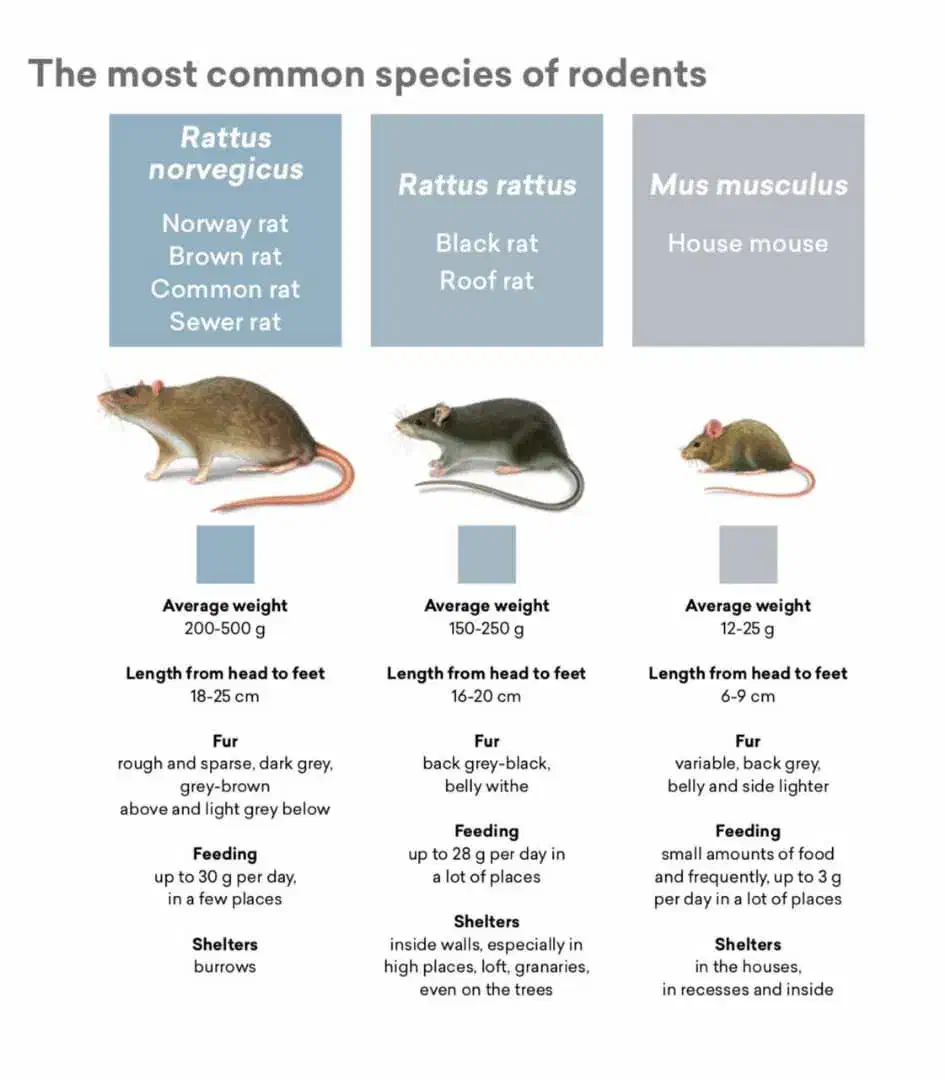 سمپاشی ساختمان|خدمات نظافت|زنجان, |دیوار
