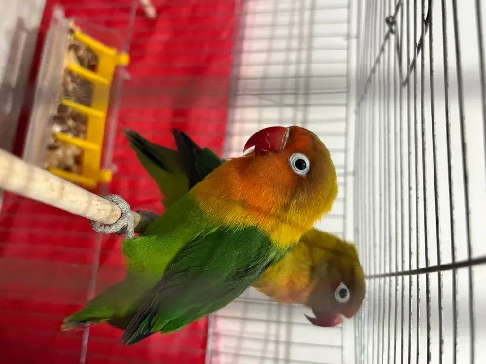 طوطی برزیلی|پرنده|سراب, |دیوار