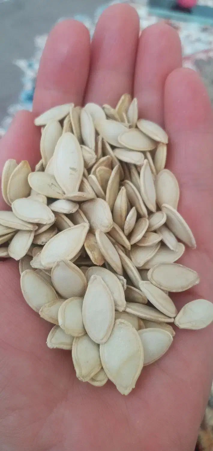 تخم کدو تازه درجه یک کاشت امسال|خوردنی و آشامیدنی|خاوه, |دیوار