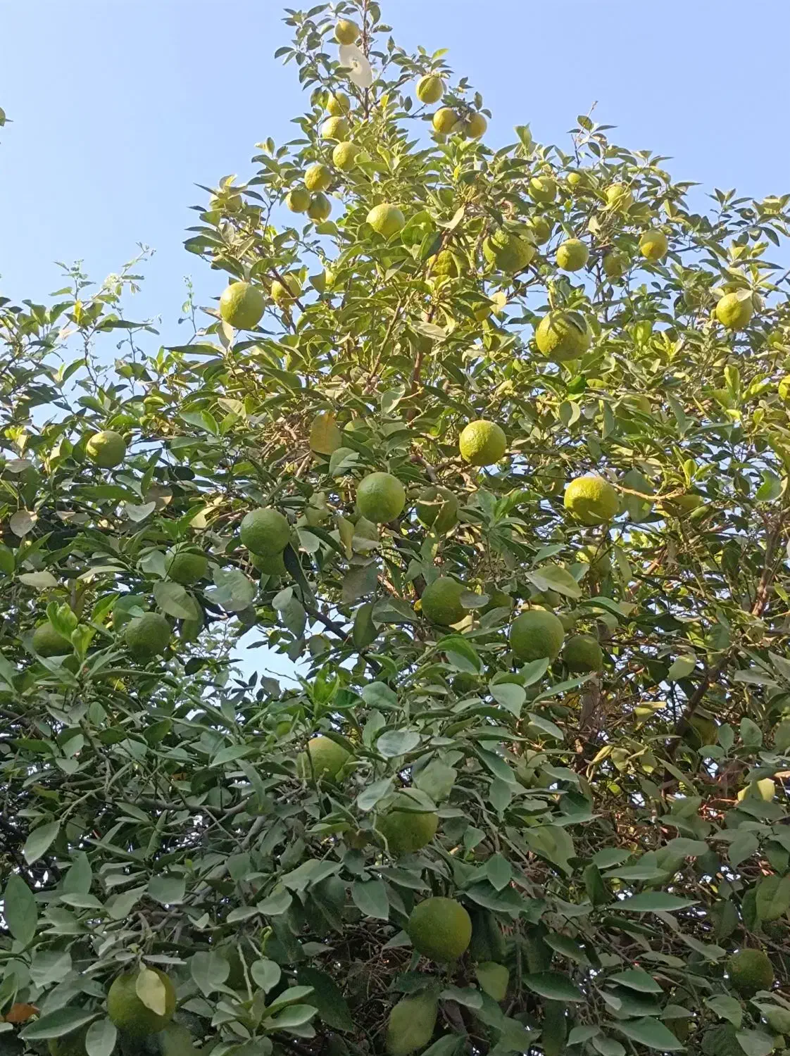 نارنج|گل و گیاه طبیعی|بندر گناوه, |دیوار