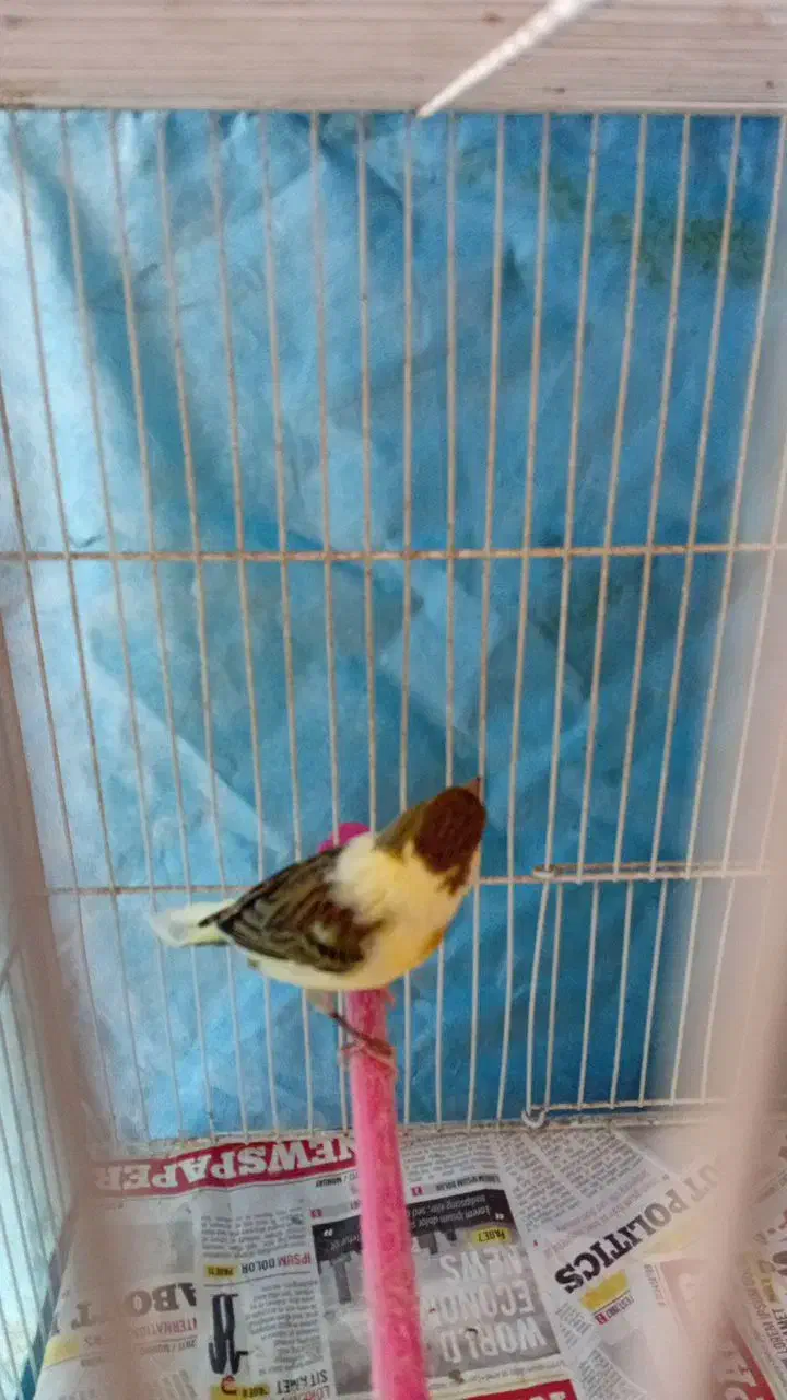 قناری ماده اماده|پرنده|مشهد, پنجتن|دیوار