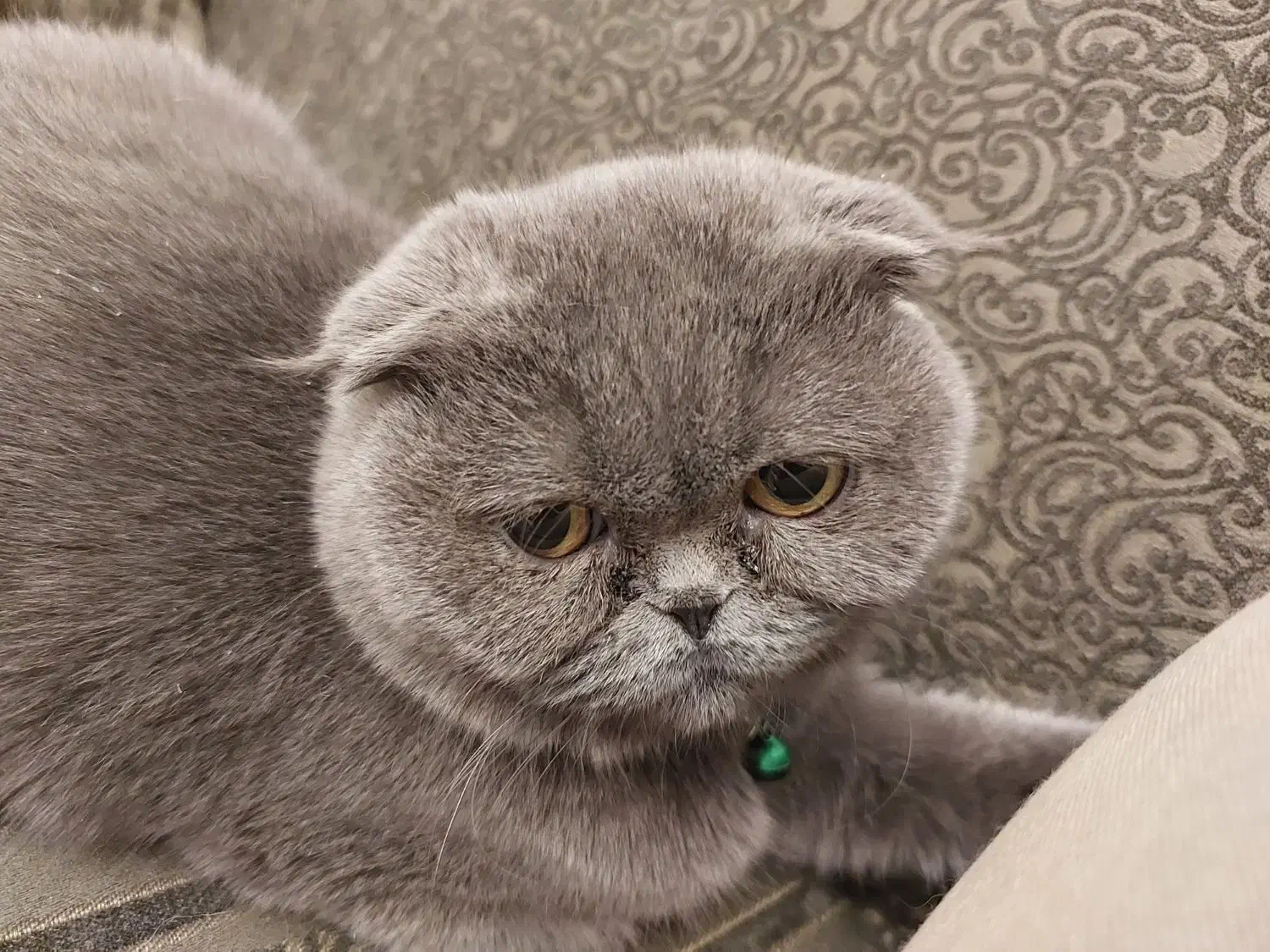 گربه اسکاتیش فولد ماده|گربه|تهران, گلستان (شهرک راه آهن)|دیوار