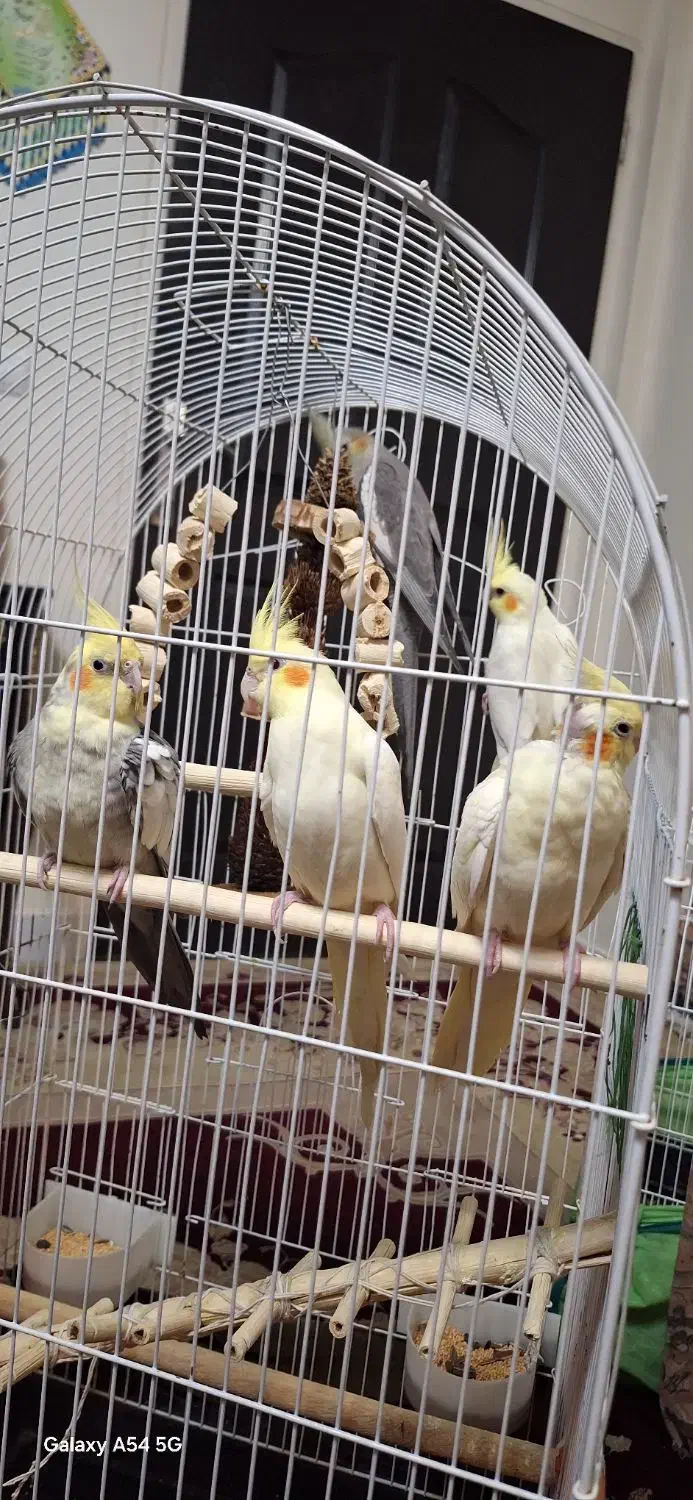 عروس|پرنده|تهران, سبلان (لشگر)|دیوار