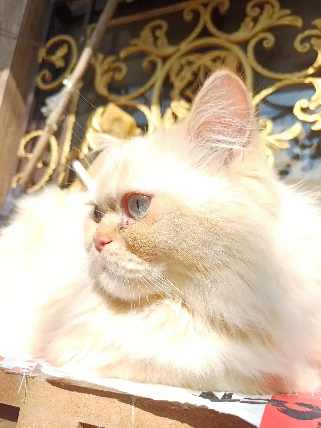 گربه پرشین|گربه|بندر ماهشهر, |دیوار