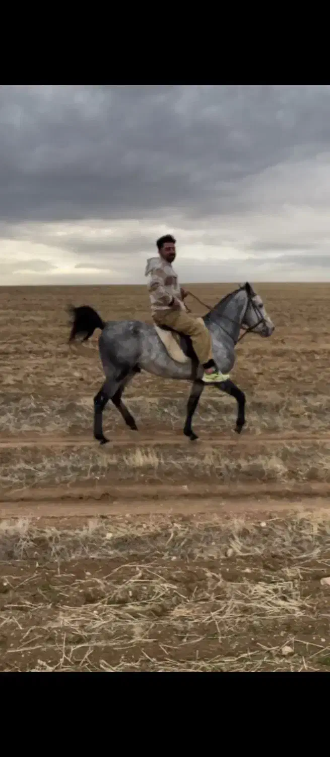 اسب|اسب و تجهیزات اسبسواری|بوکان, |دیوار