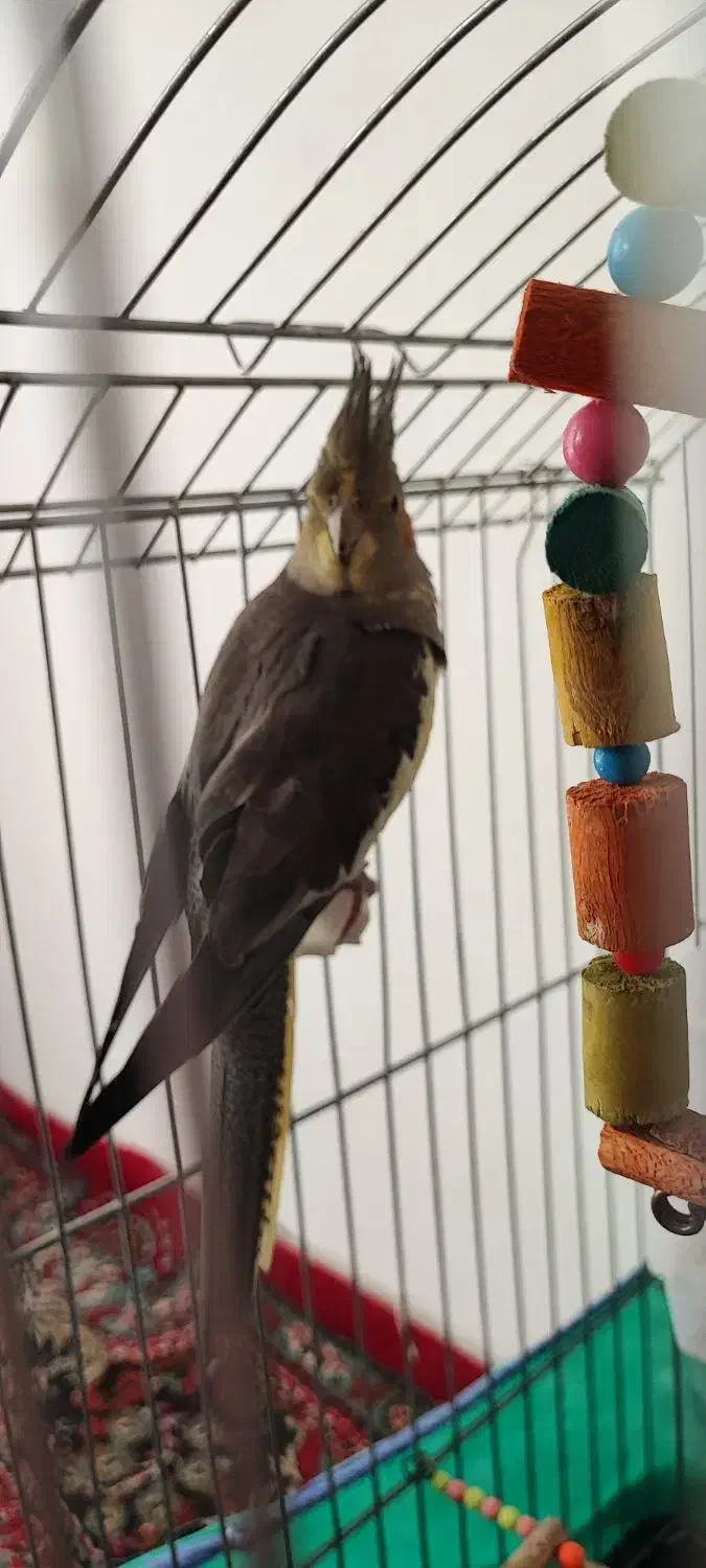 پرنده عروس هلندی ماده آماده جفتگیری (تخم گذار)|پرنده|لالجین, |دیوار