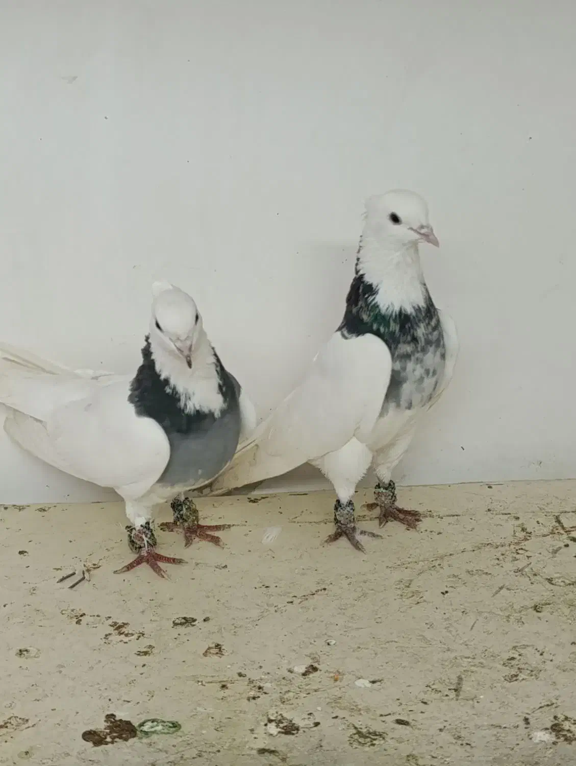 کبوتر طوقی|پرنده|تبریز, |دیوار