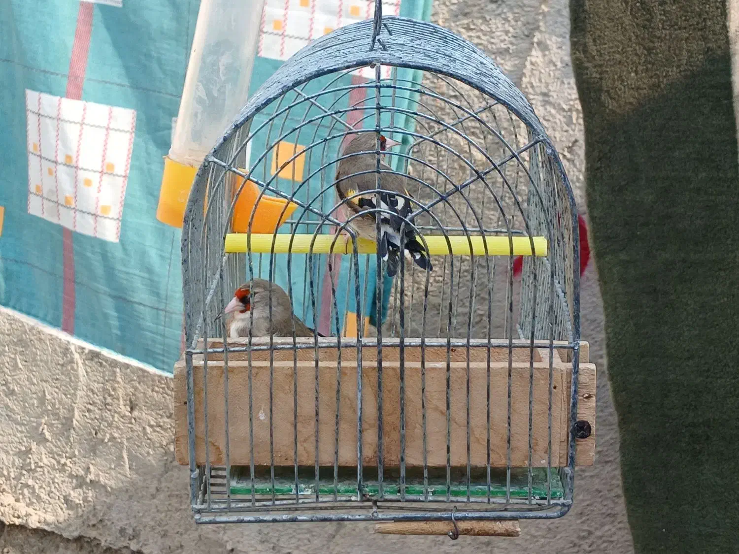 سهره|پرنده|بندر ماهشهر, |دیوار