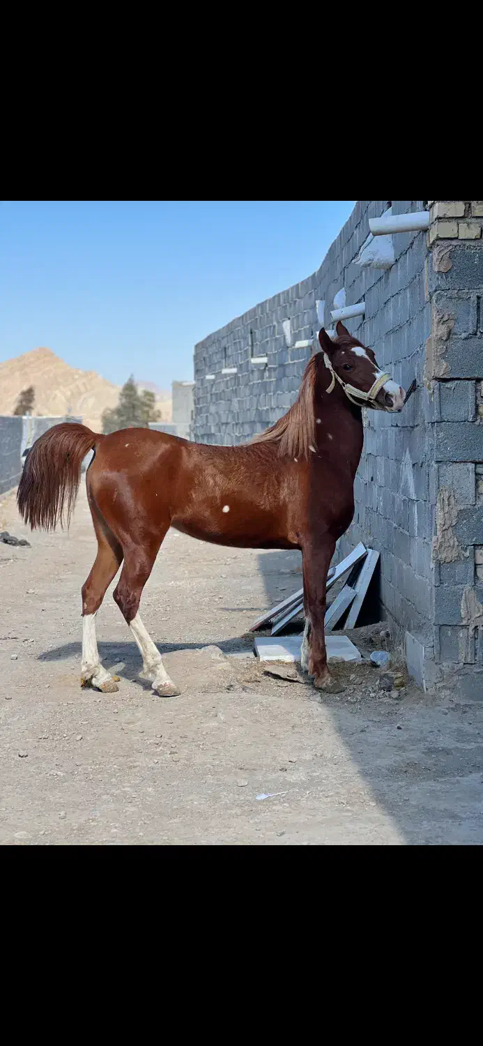 مادیان کره سهیل حیدر|اسب و تجهیزات اسب‌سواری|مبارکه, |دیوار