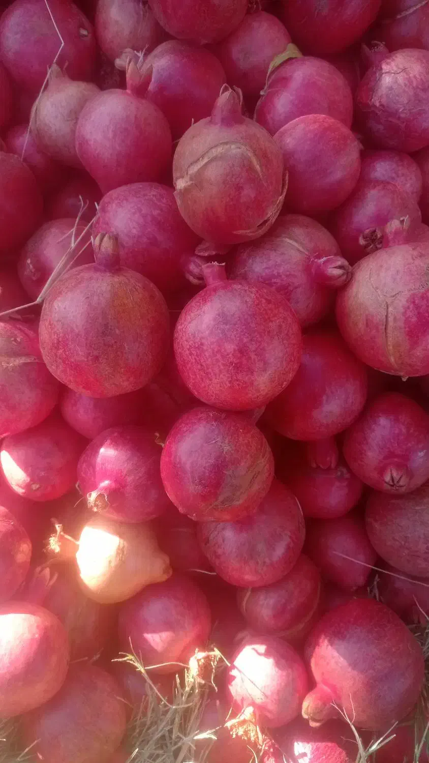 انار درجه یک با تناژ بالا سیاب|خوردنی و آشامیدنی|کوهنانی, |دیوار