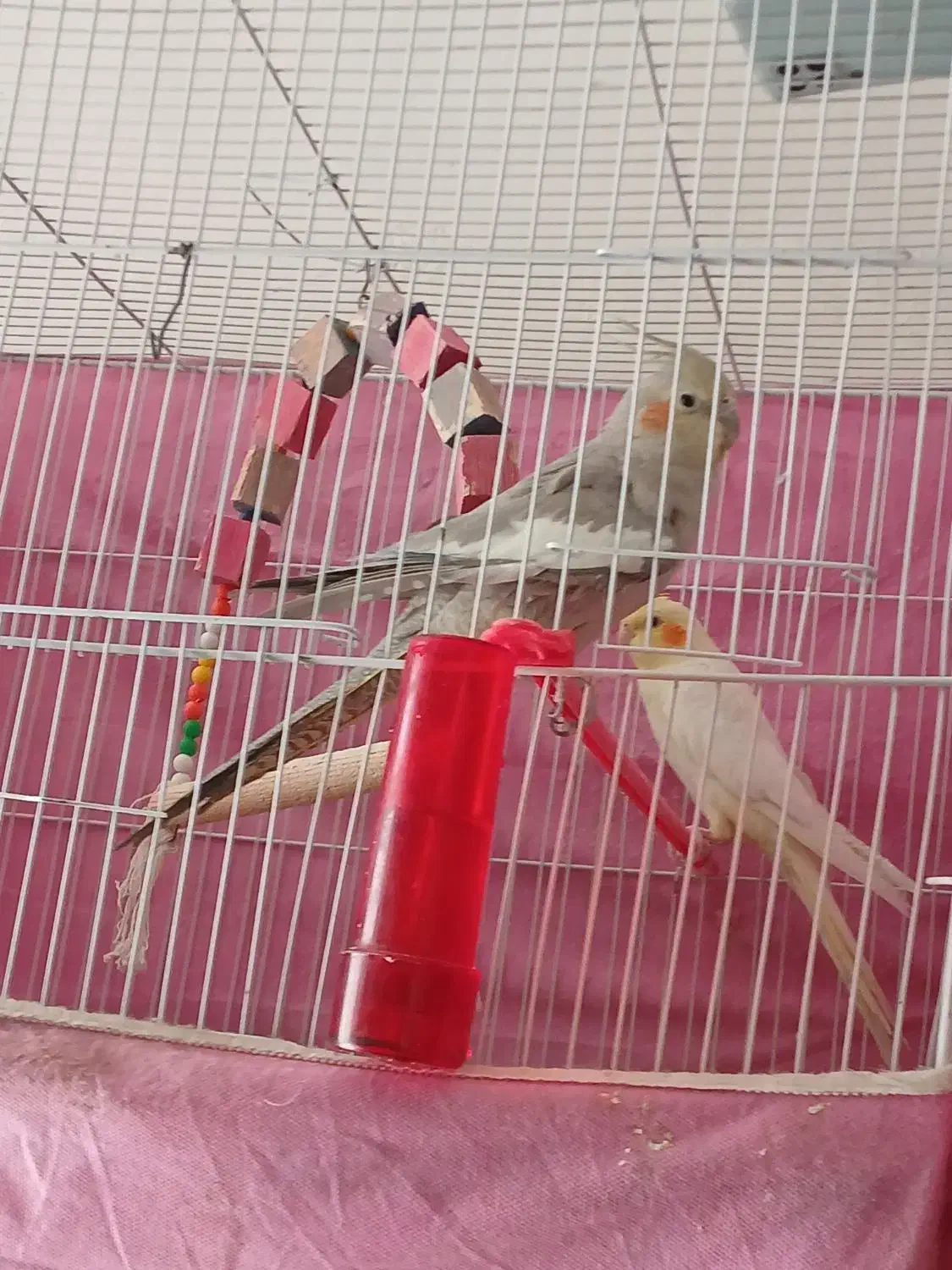 پرنده|پرنده|سبزوار, طبرسی (جعفرآباد)|دیوار