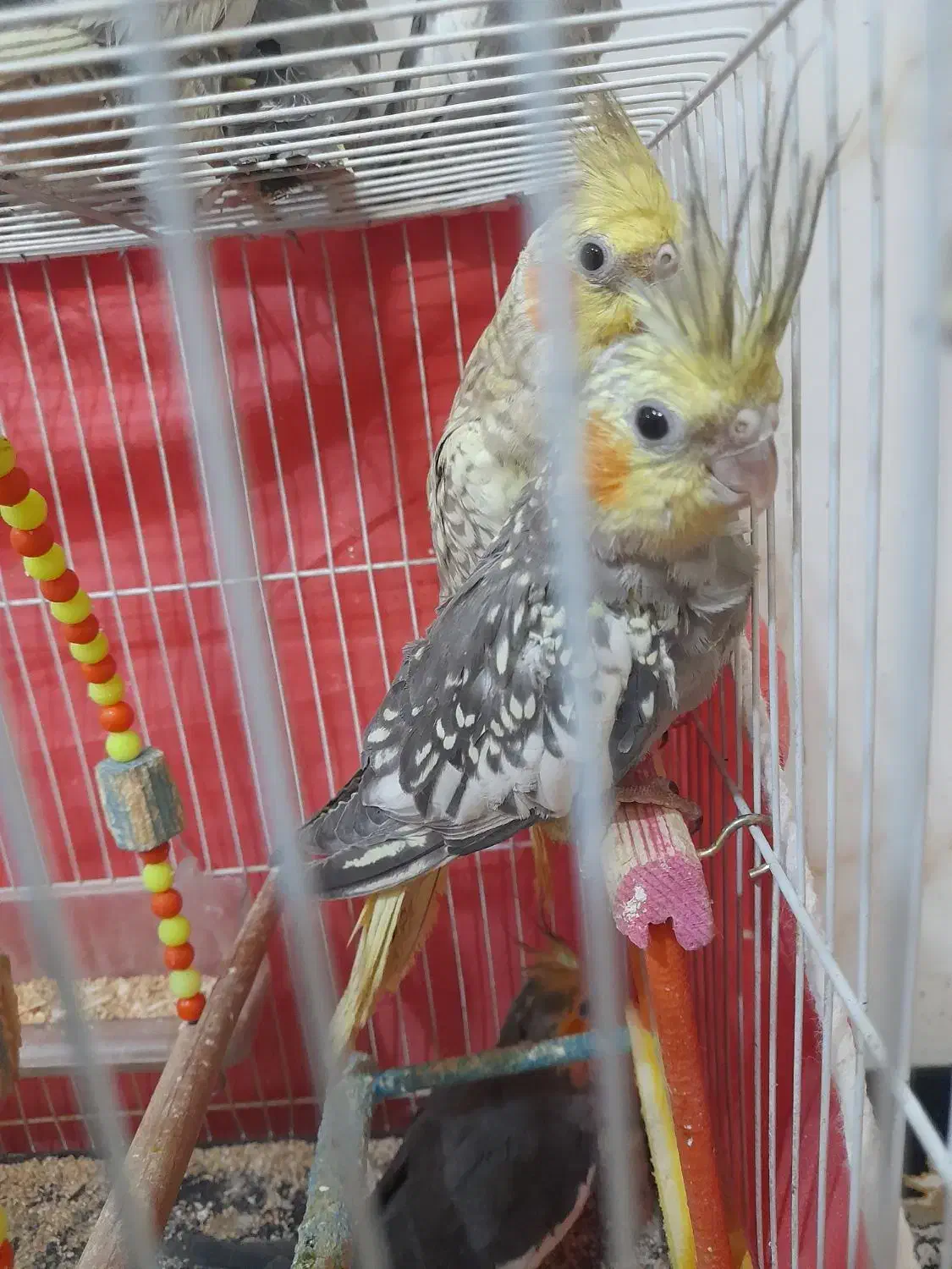 پرنده عروس هلندی|پرنده|مشهد, رده|دیوار