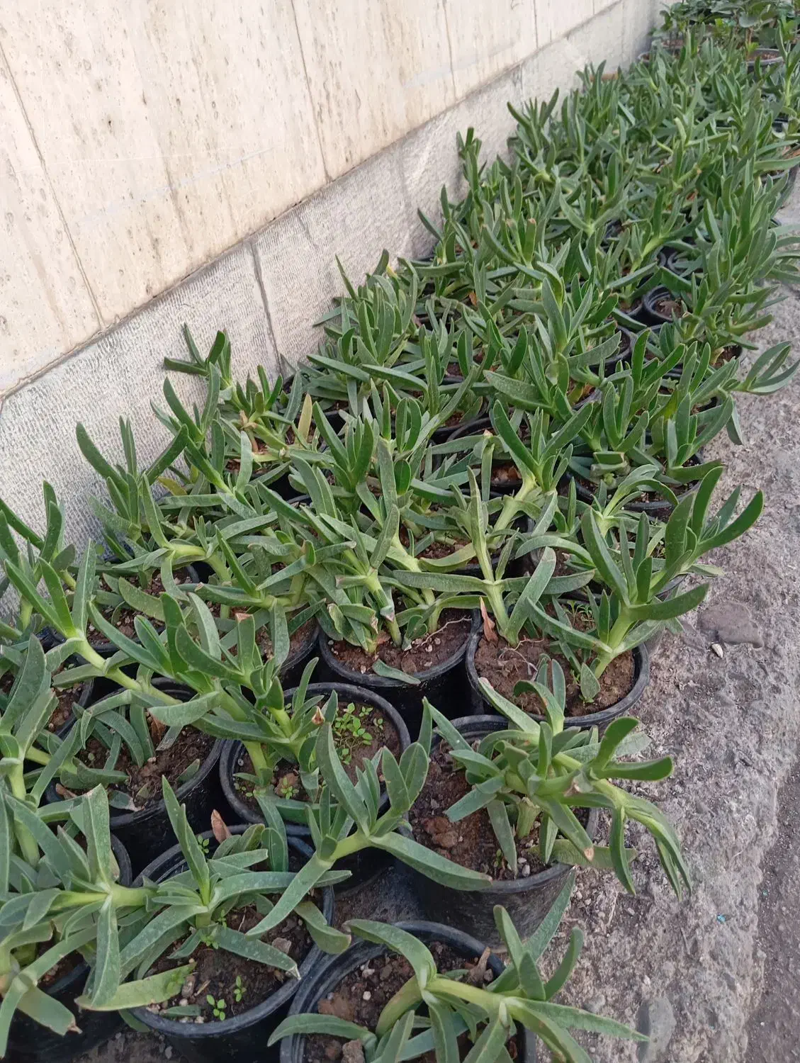 ناز فرانسوی و ناز گوشتی درجه یک و 6عدد کاکتوس بزرگ|گل و گیاه طبیعی|تهران, میدان ولیعصر|دیوار