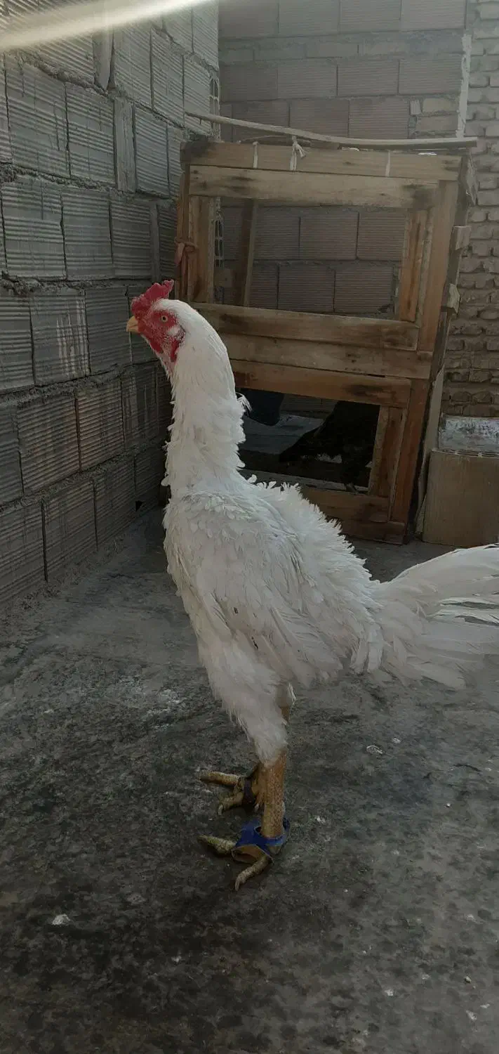 خروس لاری سفید سفید|حیوانات مزرعه|پیشوا, |دیوار