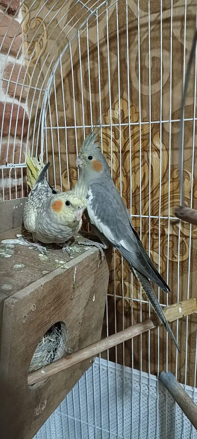 ی جفت عروس هلندی نر و ماده|پرنده|صباشهر, |دیوار