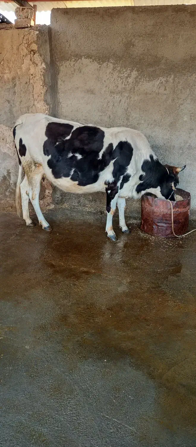 گاو|حیوانات مزرعه|دره شهر, |دیوار