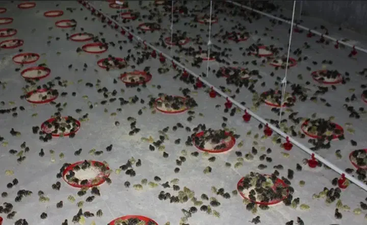 جوجه بلدرچین ۱ روزه|حیوانات مزرعه|تربت جام, حافظ|دیوار