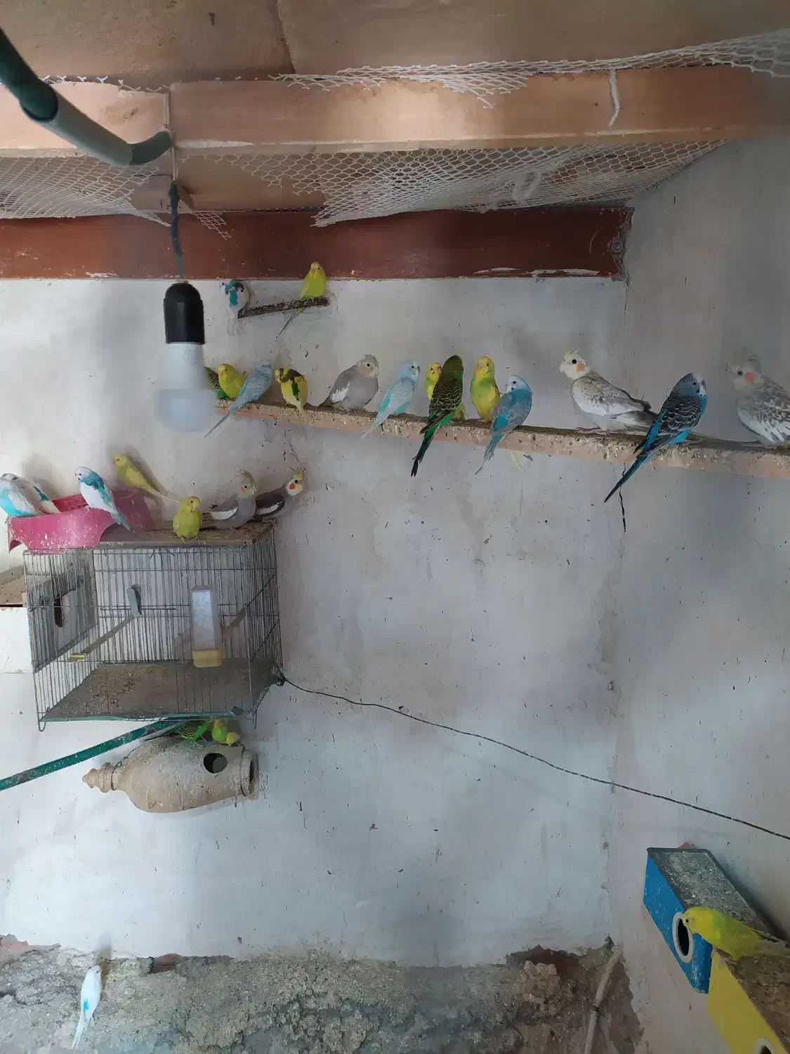 مرغ عشق|پرنده|عجب شیر, |دیوار