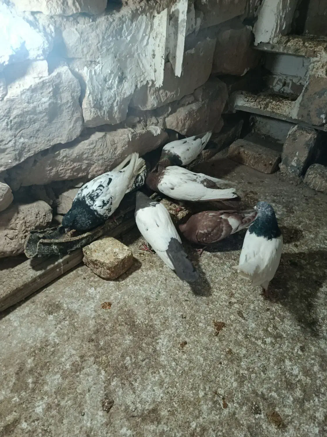 کفتر|پرنده|گرمخان, |دیوار