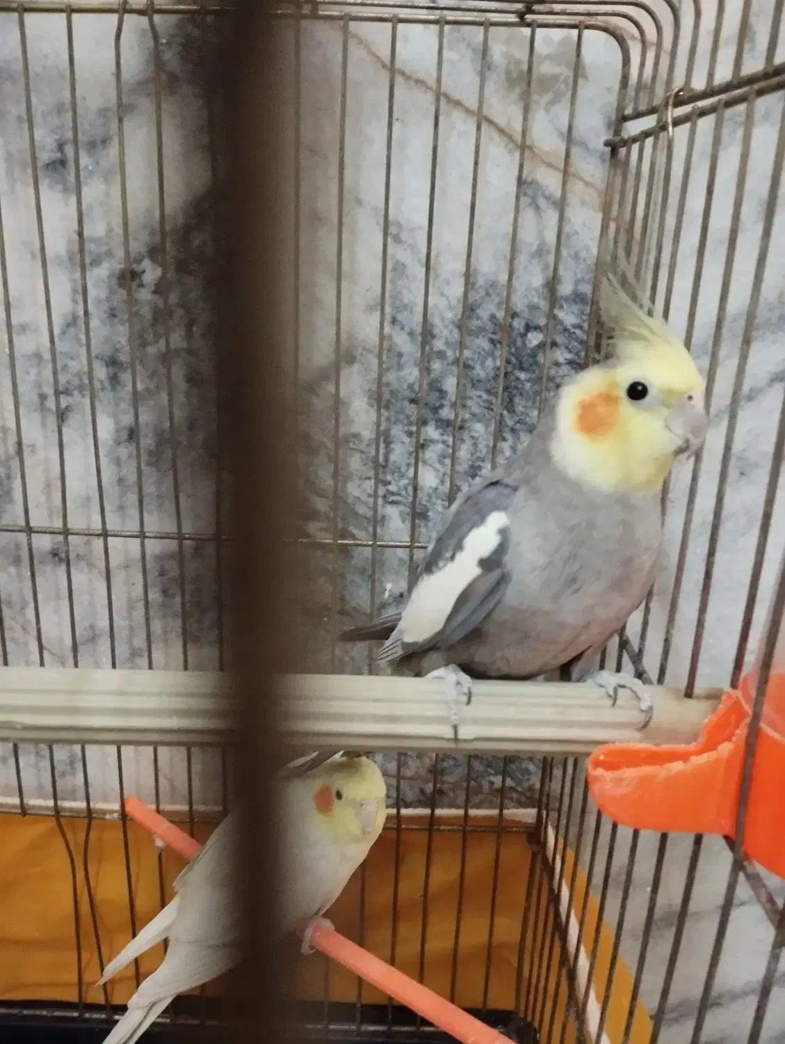 عروس هلندی نر|پرنده|مشهد, شهرک مطهری|دیوار