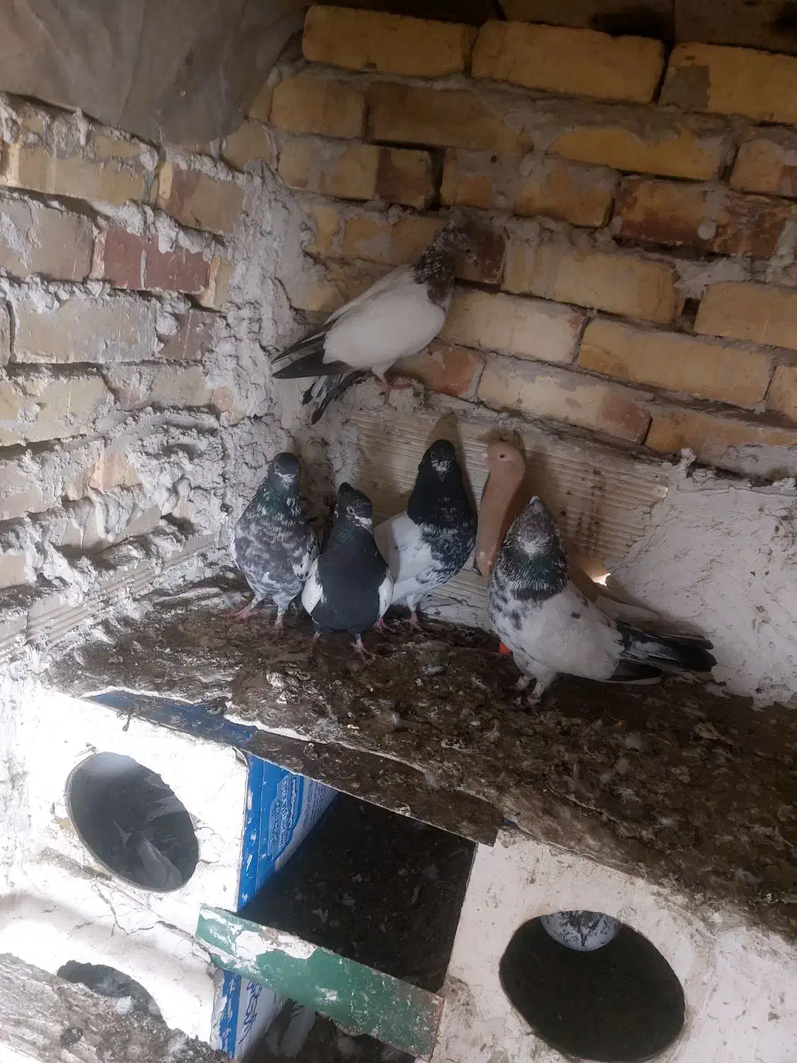 کفتر|پرنده|بستان آباد, |دیوار