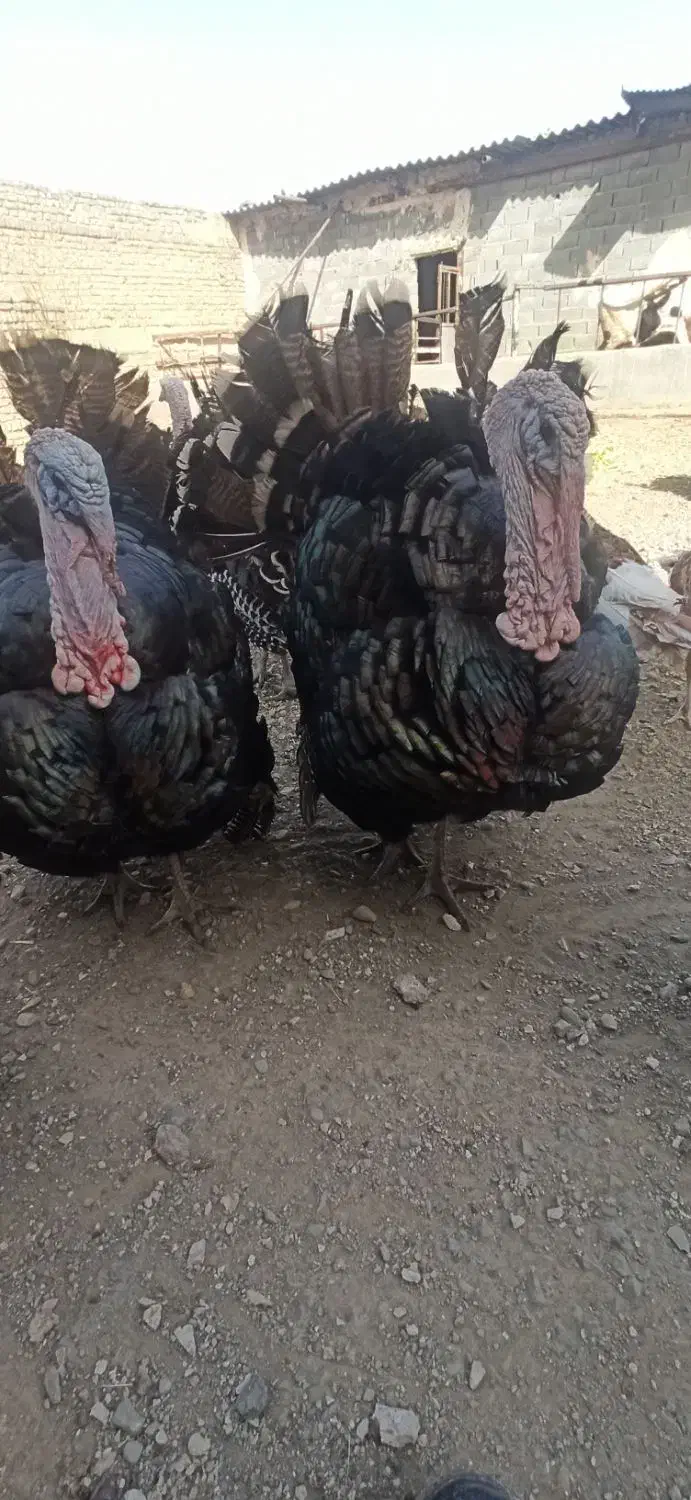 تخم نطفه دار بوقلمون بوربرون و بزنر|حیوانات مزرعه|ورامین, خیر آباد|دیوار