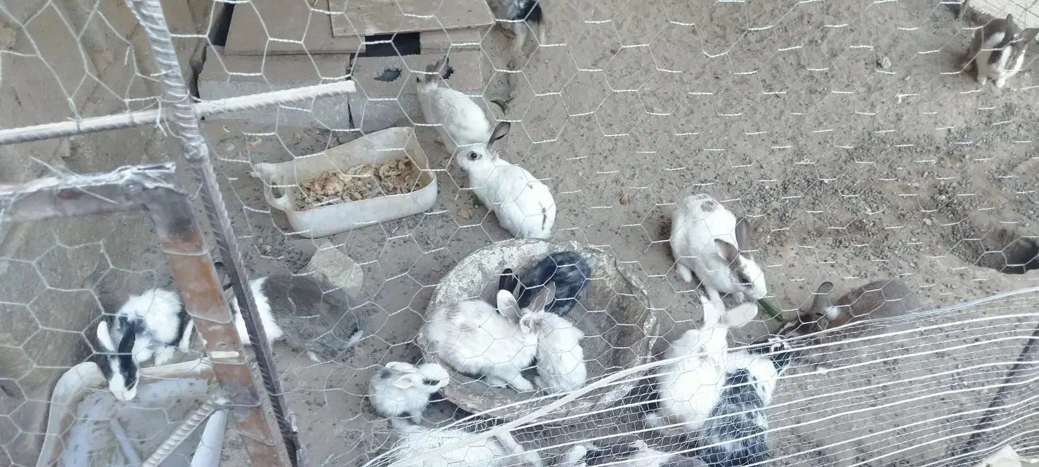 خرگوش مولد|موش و خرگوش|زاهدان, |دیوار